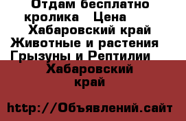 Отдам бесплатно кролика › Цена ­ 0 - Хабаровский край Животные и растения » Грызуны и Рептилии   . Хабаровский край